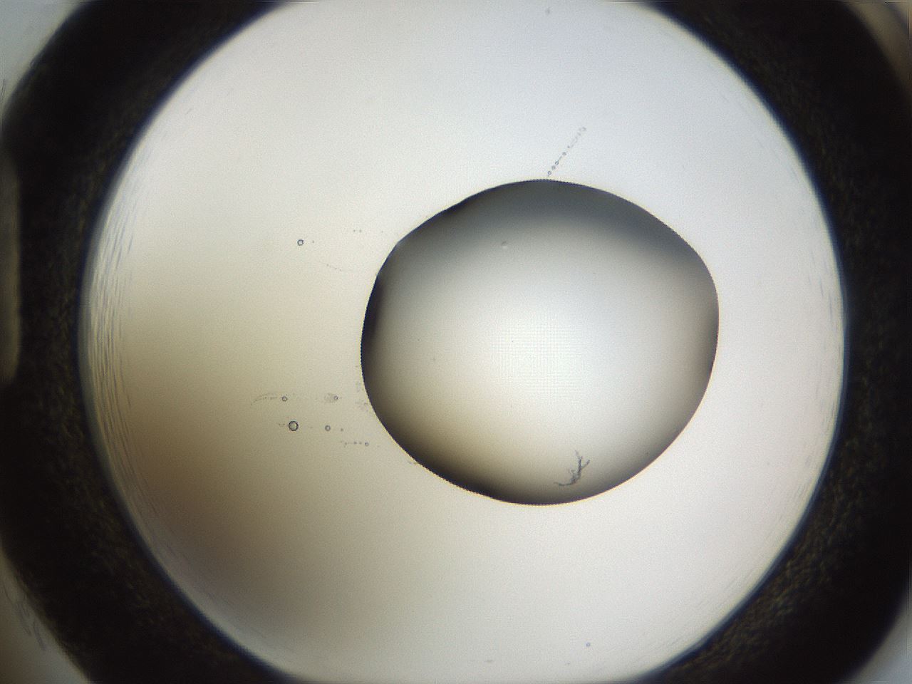 folderID583_plateID1583_batchID6486_wellNum85_profileID1_d1_r104403_ef.jpg