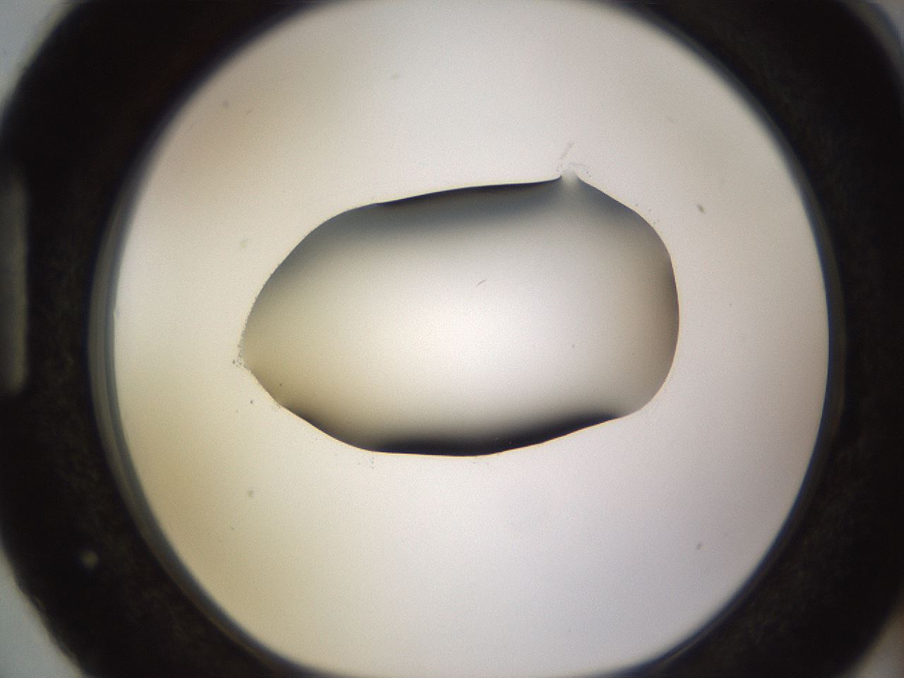 folderID583_plateID1583_batchID6486_wellNum87_profileID1_d1_r104405_ef.jpg