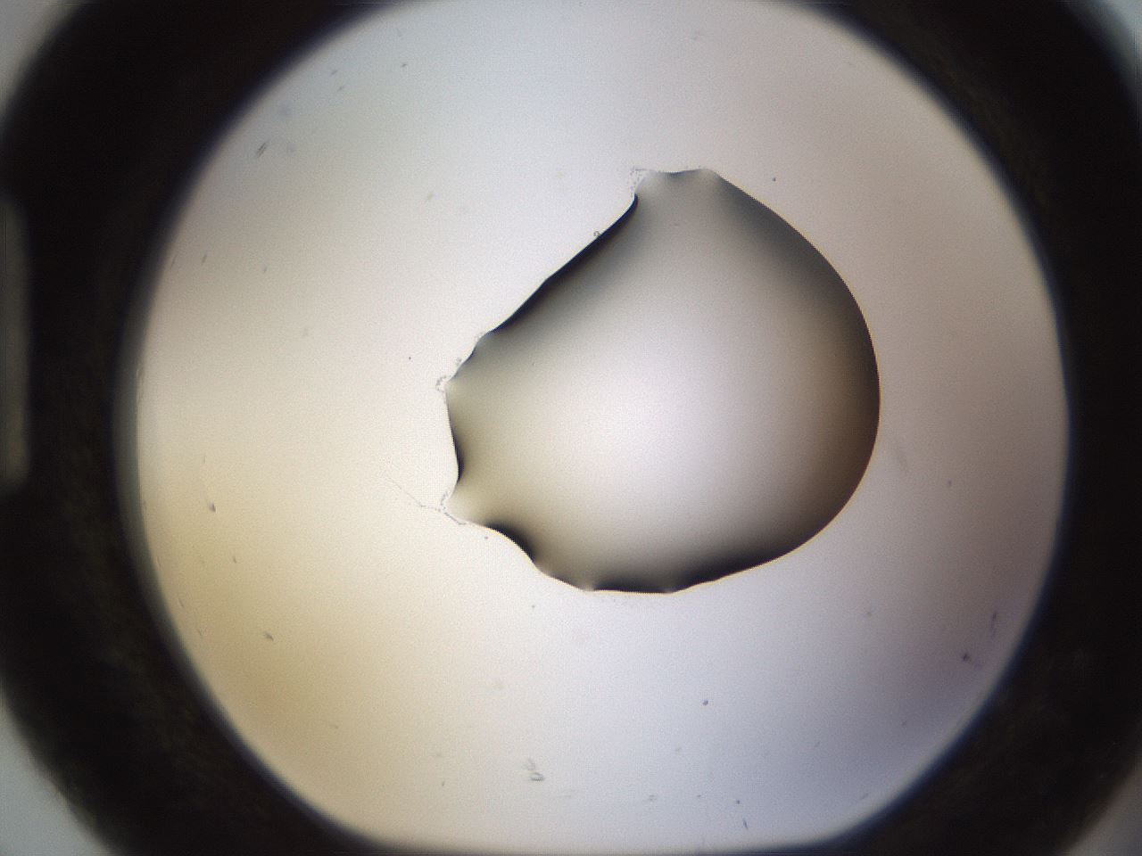 folderID583_plateID1583_batchID6486_wellNum92_profileID1_d1_r104410_ef.jpg