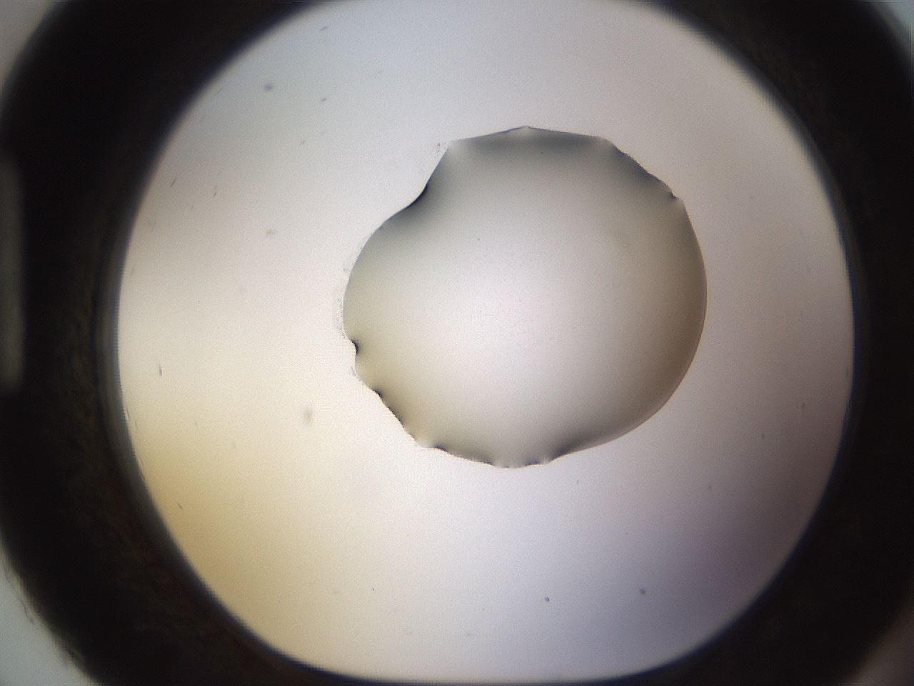 folderID583_plateID1583_batchID6486_wellNum93_profileID1_d1_r104411_ef.jpg