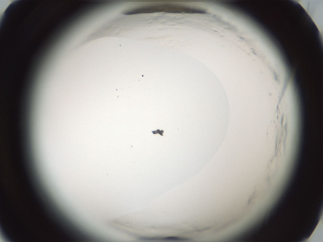 folderID584_plateID2584_batchID13181_wellNum25_profileID1_d1_r203986_ef.jpg