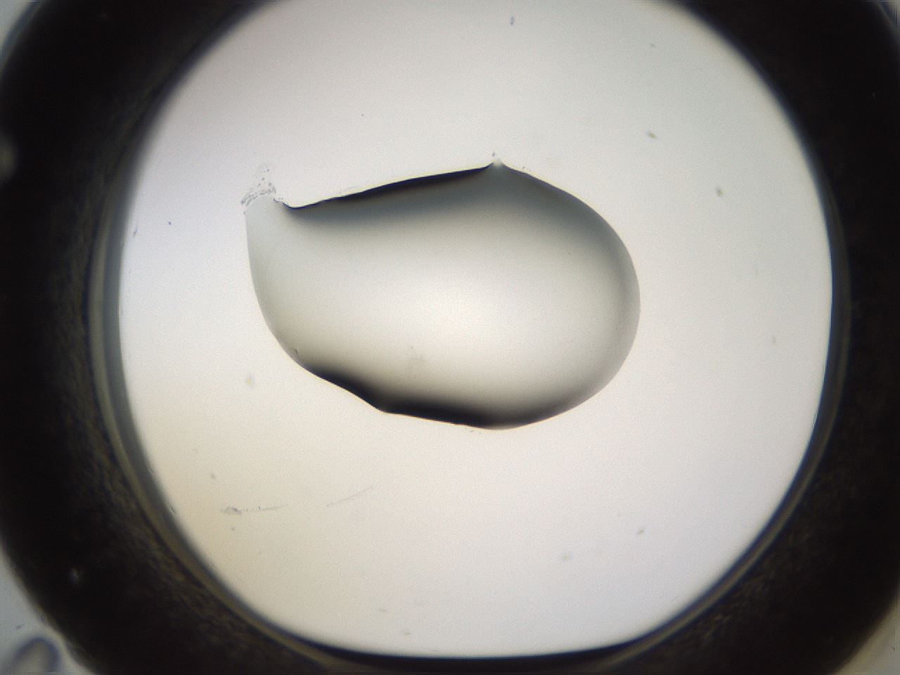 folderID583_plateID1583_batchID6486_wellNum71_profileID1_d1_r104389_ef.jpg