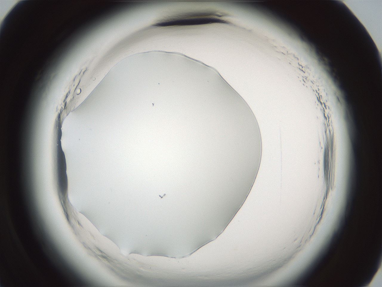 folderID584_plateID2584_batchID13181_wellNum59_profileID1_d3_r204090_ef.jpg