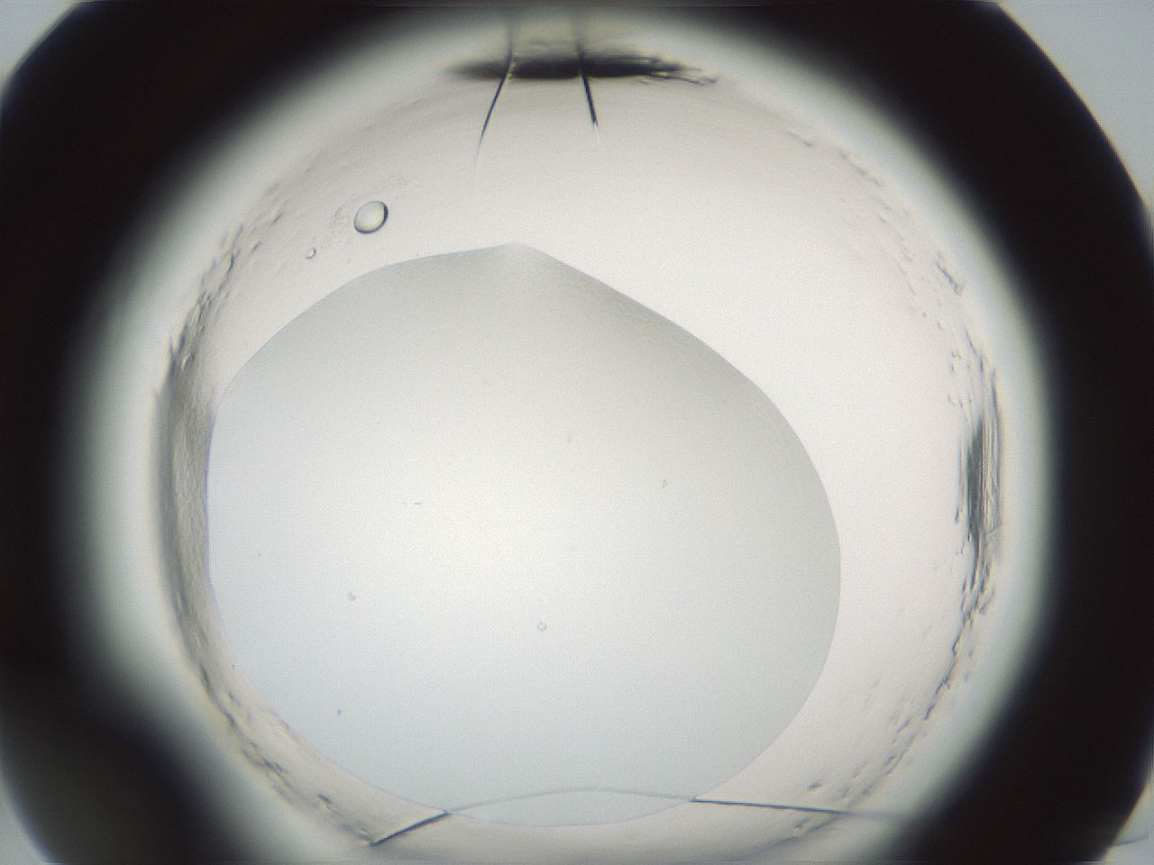 folderID584_plateID2584_batchID13181_wellNum96_profileID1_d3_r204201_ef.jpg