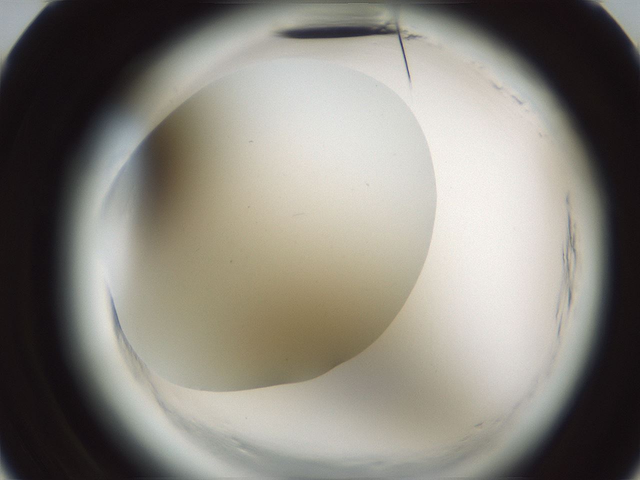 folderID585_plateID2585_batchID13185_wellNum10_profileID1_d3_r205095_ef.jpg