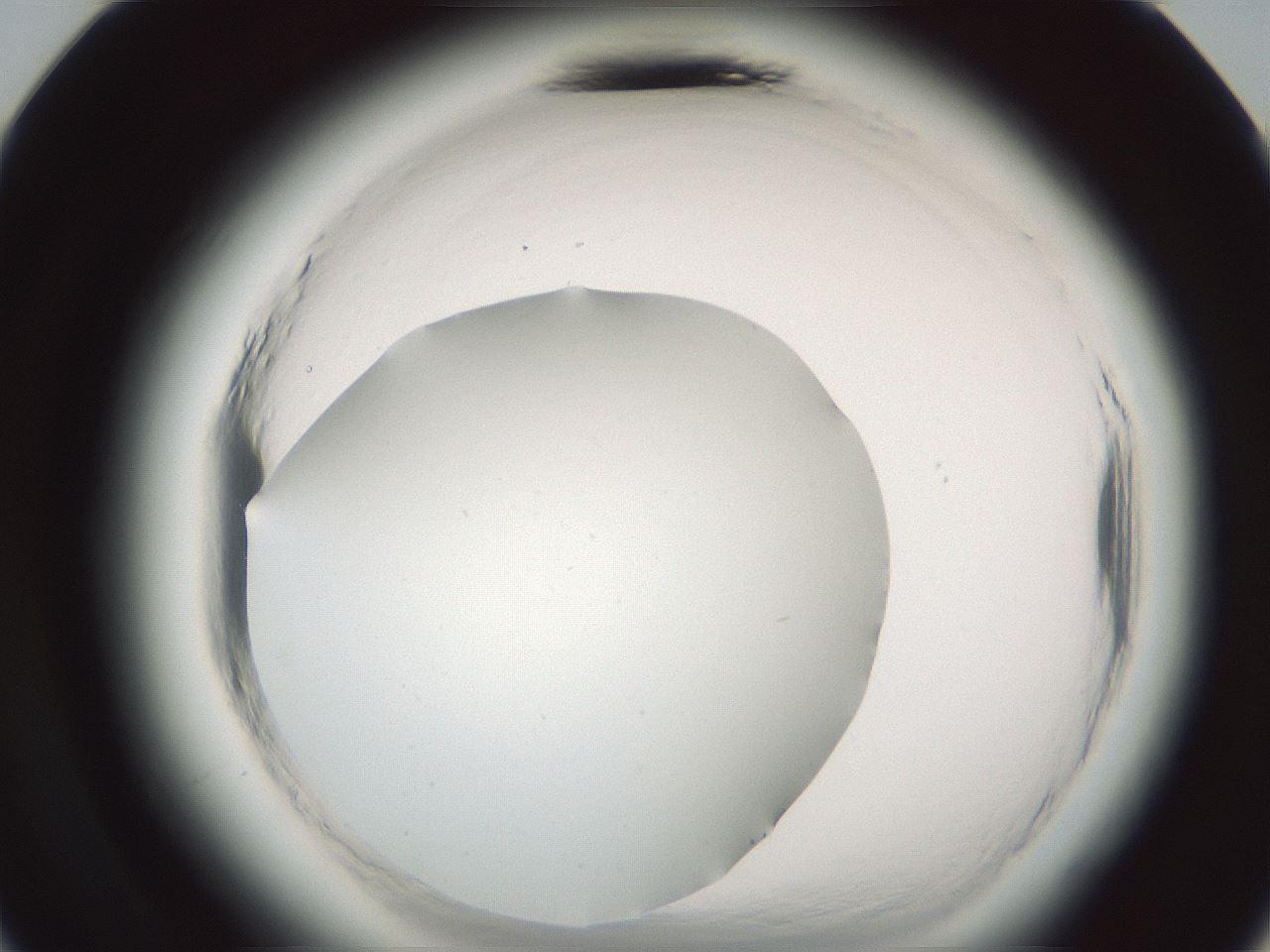 folderID585_plateID2585_batchID13185_wellNum24_profileID1_d3_r205137_ef.jpg