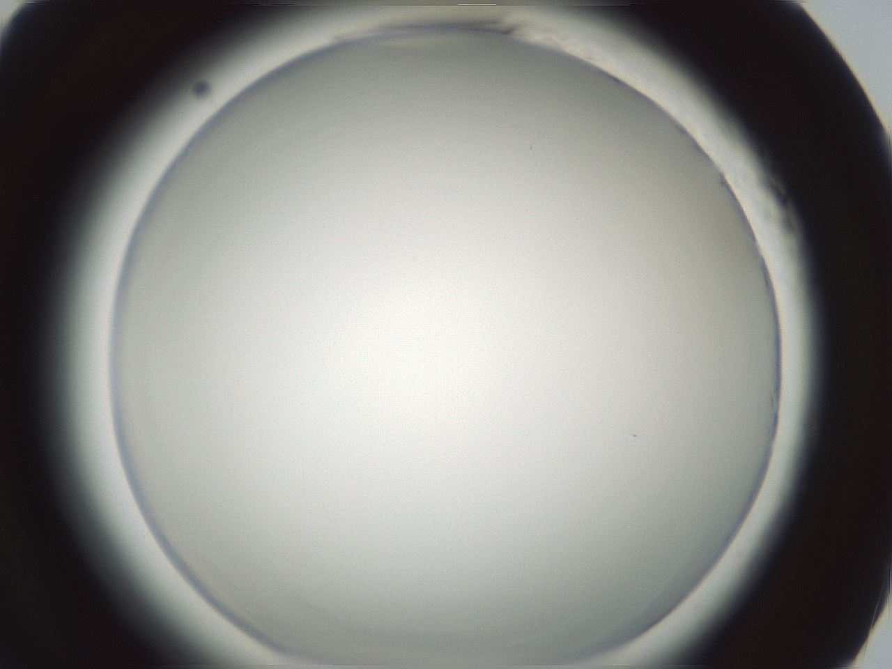 folderID585_plateID2585_batchID13185_wellNum69_profileID1_d2_r205271_ef.jpg