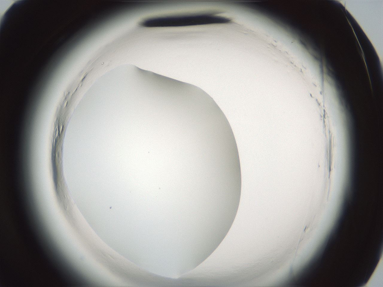 folderID585_plateID2585_batchID13185_wellNum81_profileID1_d3_r205308_ef.jpg