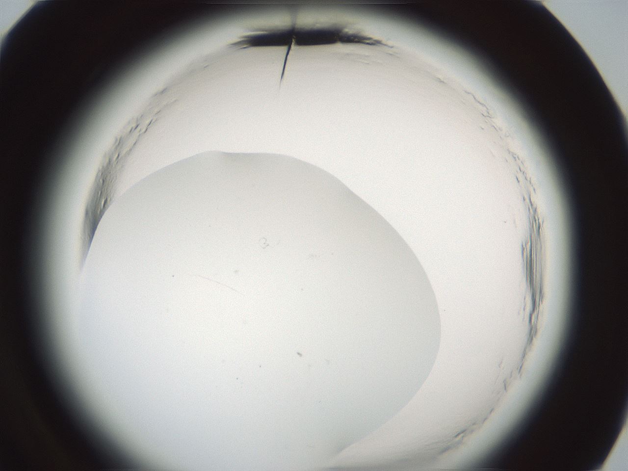 folderID585_plateID2585_batchID13185_wellNum84_profileID1_d3_r205317_ef.jpg