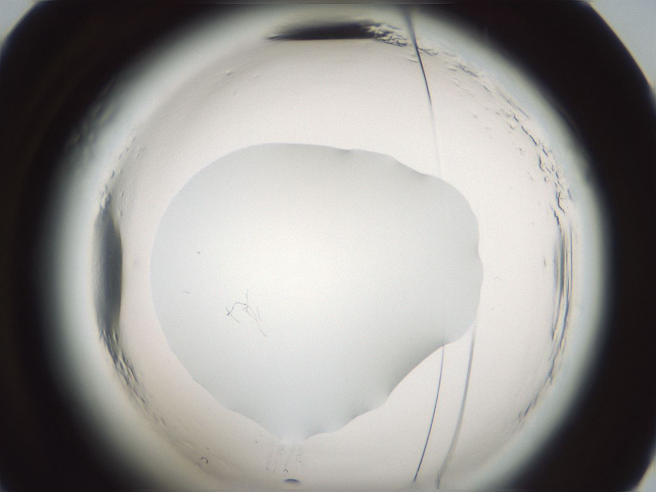 folderID586_plateID2586_batchID13188_wellNum48_profileID1_d2_r206072_ef.jpg