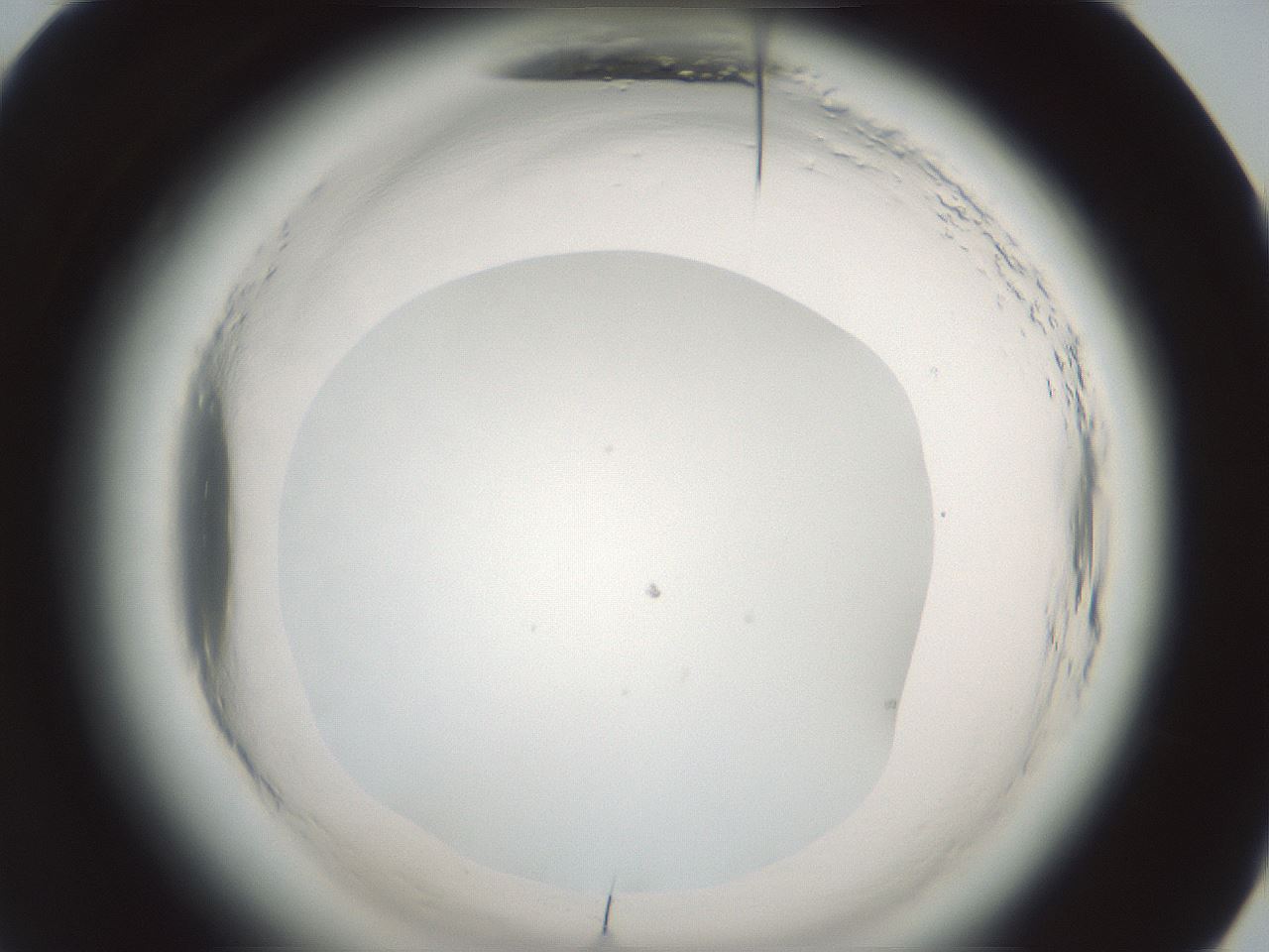 folderID586_plateID2586_batchID13188_wellNum60_profileID1_d1_r206107_ef.jpg