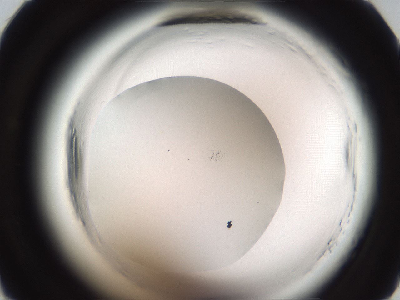 folderID587_plateID2587_batchID13159_wellNum21_profileID1_d1_r197925_ef.jpg