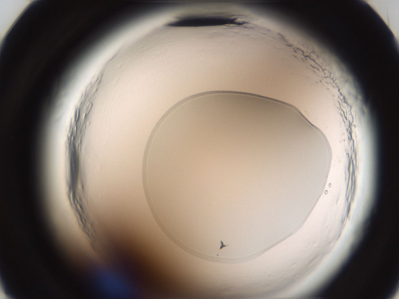 folderID587_plateID2587_batchID13159_wellNum23_profileID1_d2_r197932_ef.jpg