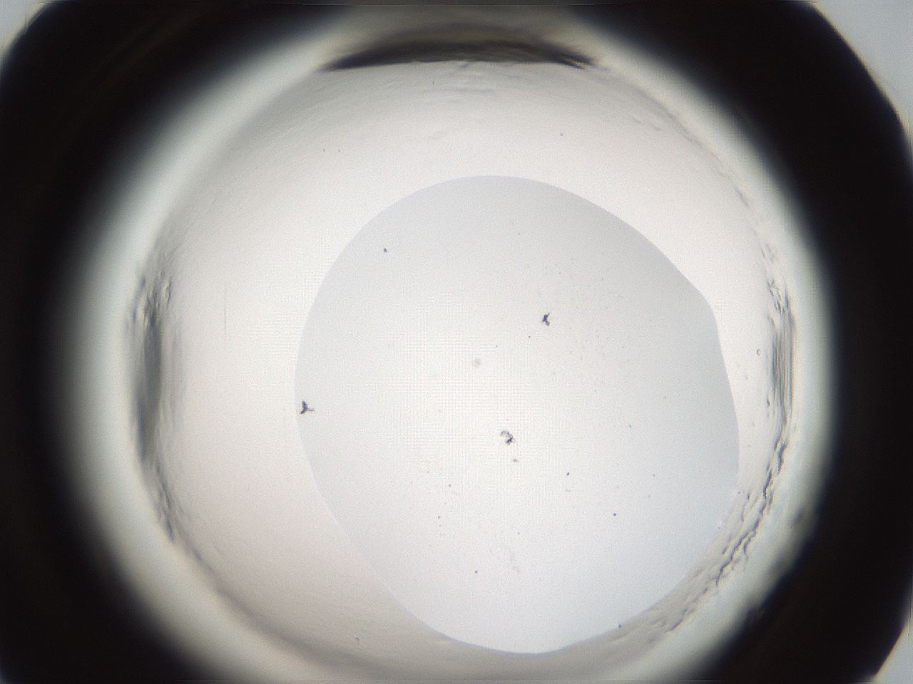 folderID587_plateID2587_batchID13159_wellNum70_profileID1_d1_r198072_ef.jpg