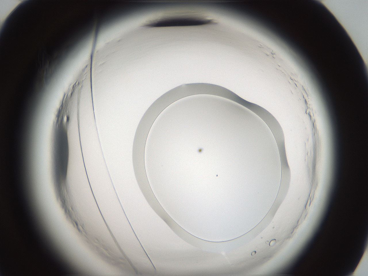 folderID587_plateID2587_batchID13159_wellNum72_profileID1_d2_r198079_ef.jpg