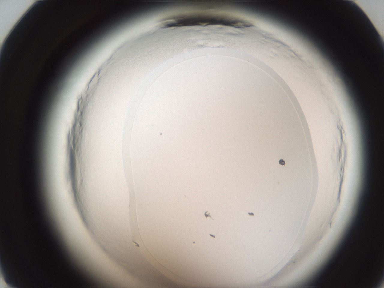 folderID588_plateID2588_batchID13162_wellNum23_profileID1_d1_r199083_ef.jpg