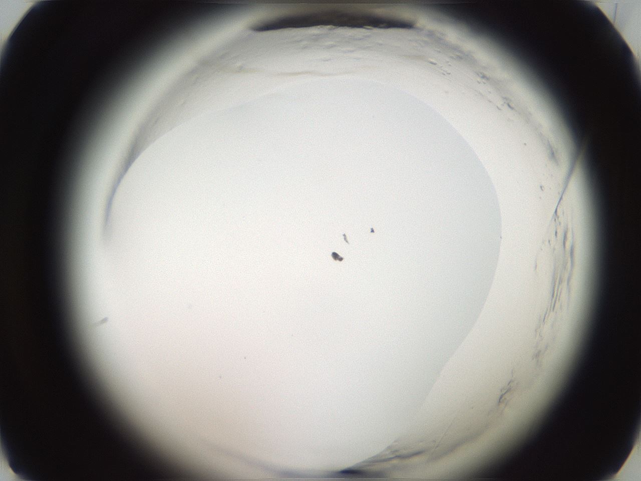 folderID588_plateID2588_batchID13162_wellNum25_profileID1_d1_r199089_ef.jpg
