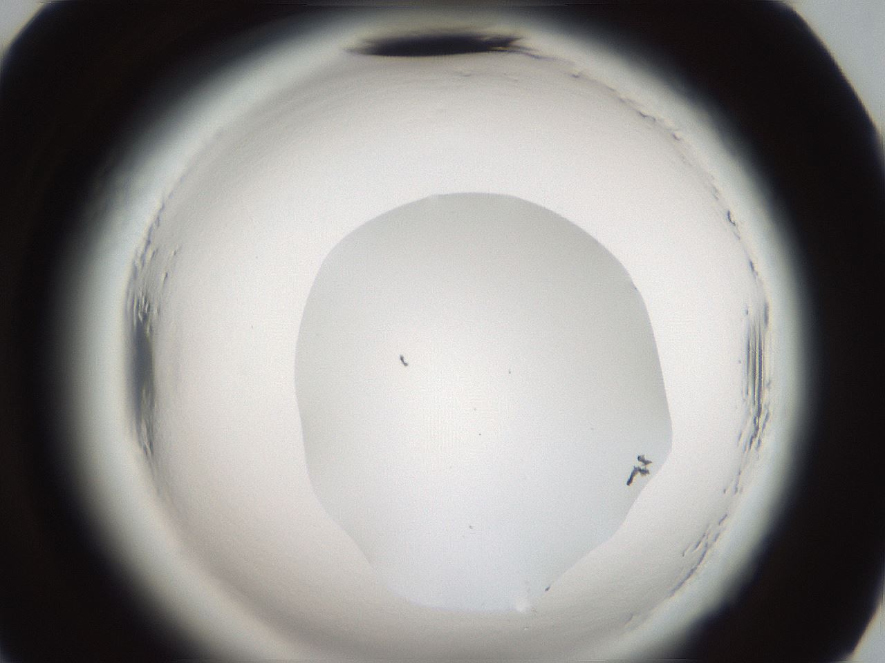 folderID587_plateID2587_batchID13159_wellNum70_profileID1_d2_r198073_ef.jpg