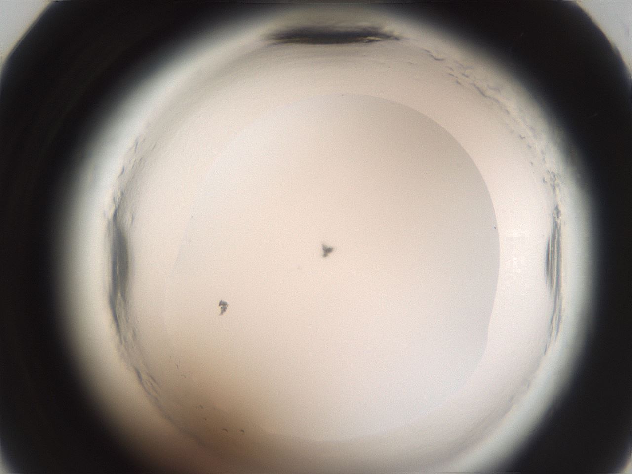folderID588_plateID2588_batchID13162_wellNum35_profileID1_d2_r199120_ef.jpg
