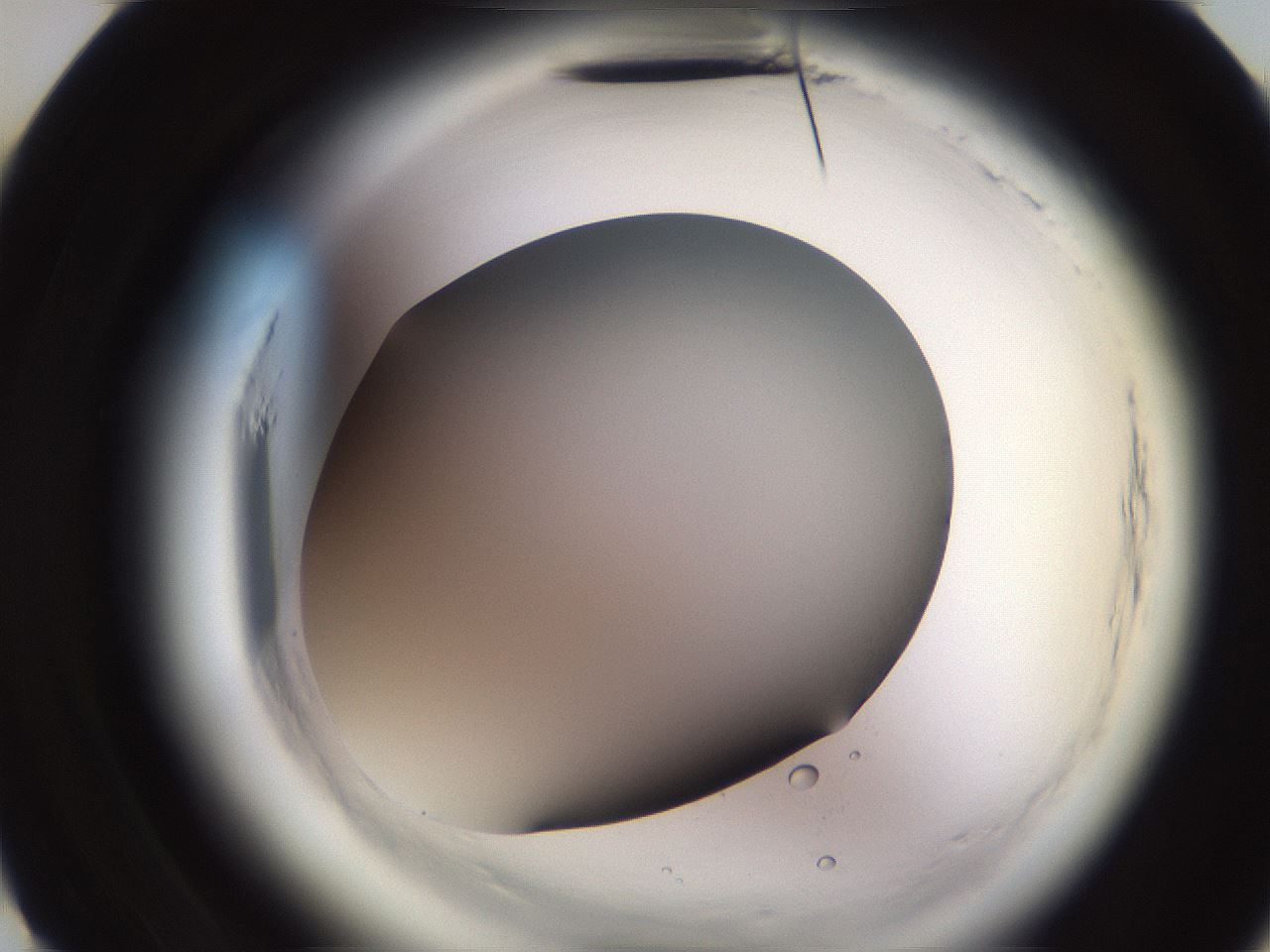 folderID589_plateID2589_batchID13167_wellNum10_profileID1_d3_r200198_ef.jpg