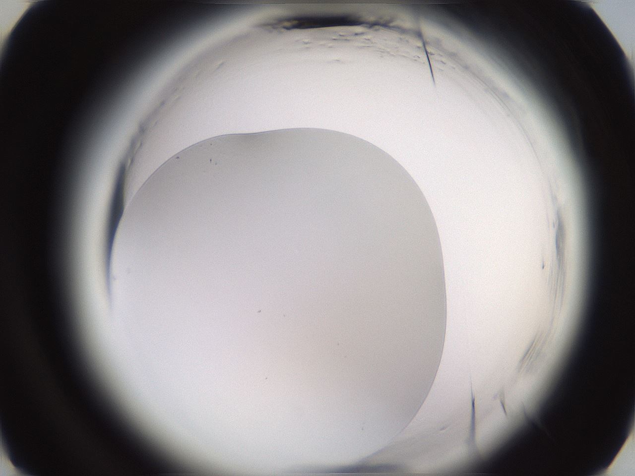 folderID589_plateID2589_batchID13167_wellNum13_profileID1_d3_r200207_ef.jpg
