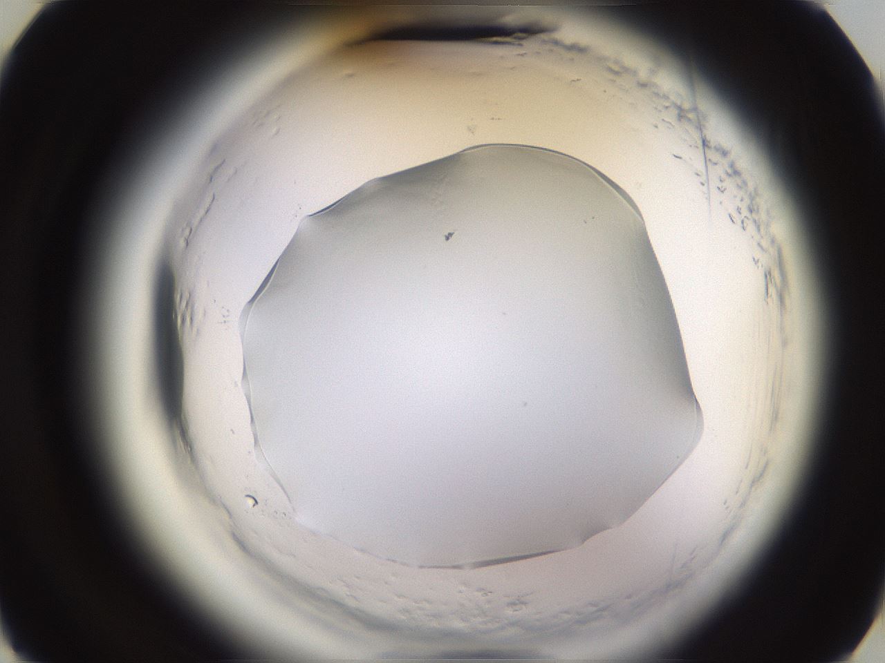folderID589_plateID2589_batchID13167_wellNum15_profileID1_d3_r200213_ef.jpg