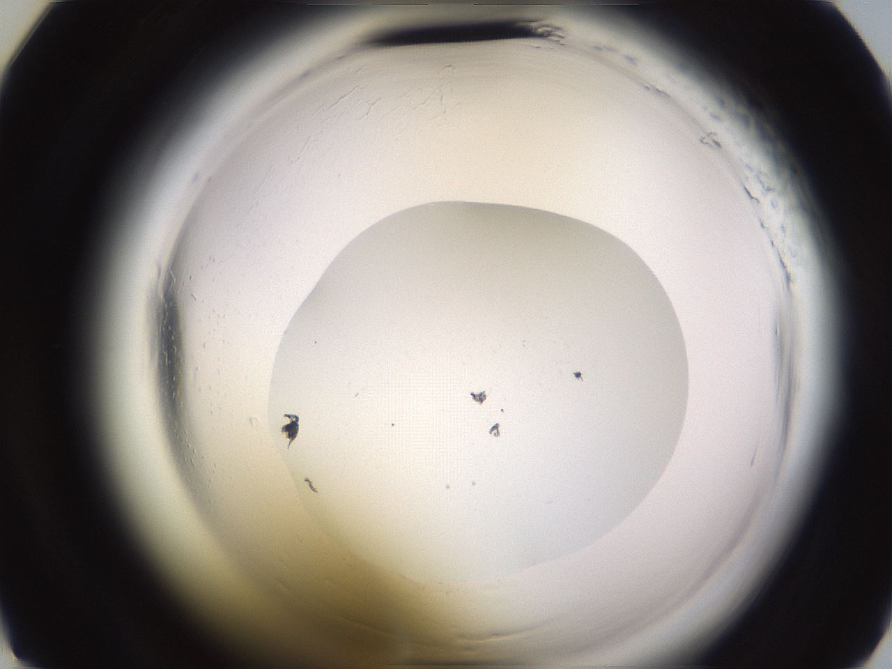 folderID589_plateID2589_batchID13167_wellNum19_profileID1_d2_r200224_ef.jpg