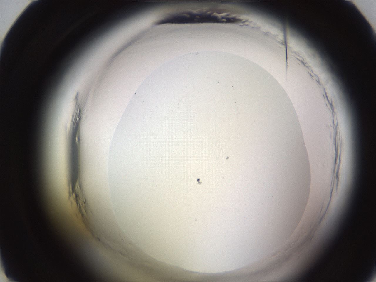 folderID589_plateID2589_batchID13167_wellNum22_profileID1_d1_r200232_ef.jpg