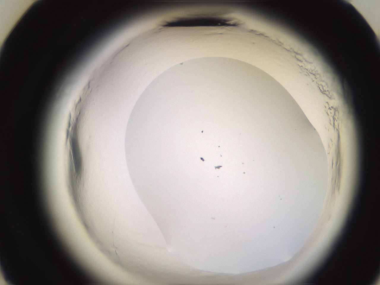 folderID589_plateID2589_batchID13167_wellNum23_profileID1_d3_r200237_ef.jpg