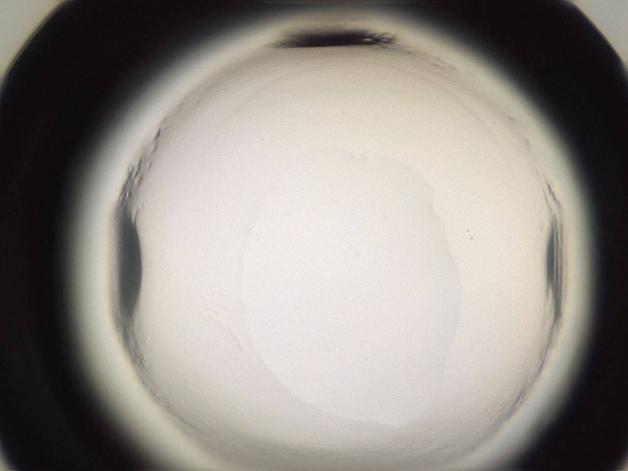 folderID589_plateID2589_batchID13167_wellNum24_profileID1_d3_r200240_ef.jpg