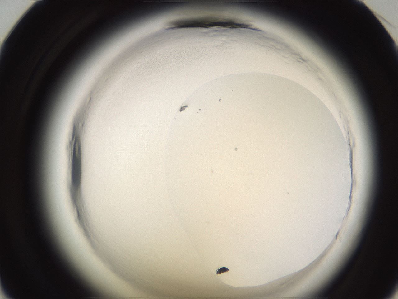 folderID589_plateID2589_batchID13167_wellNum35_profileID1_d1_r200271_ef.jpg