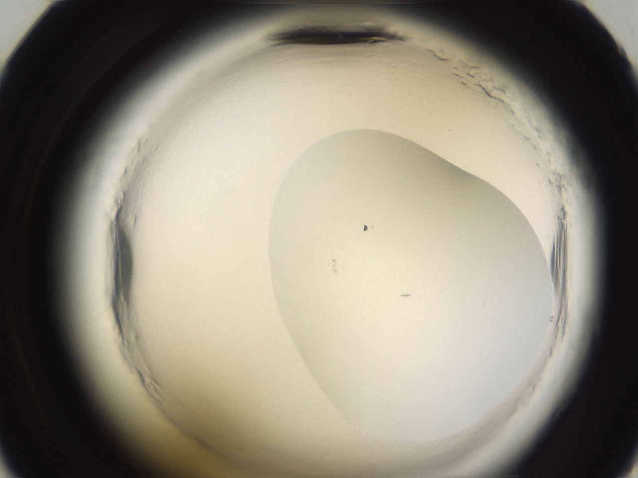 folderID589_plateID2589_batchID13167_wellNum35_profileID1_d2_r200272_ef.jpg