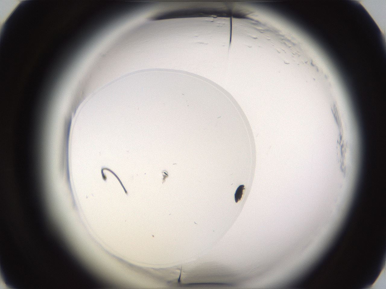 folderID589_plateID2589_batchID13167_wellNum39_profileID1_d1_r200283_ef.jpg