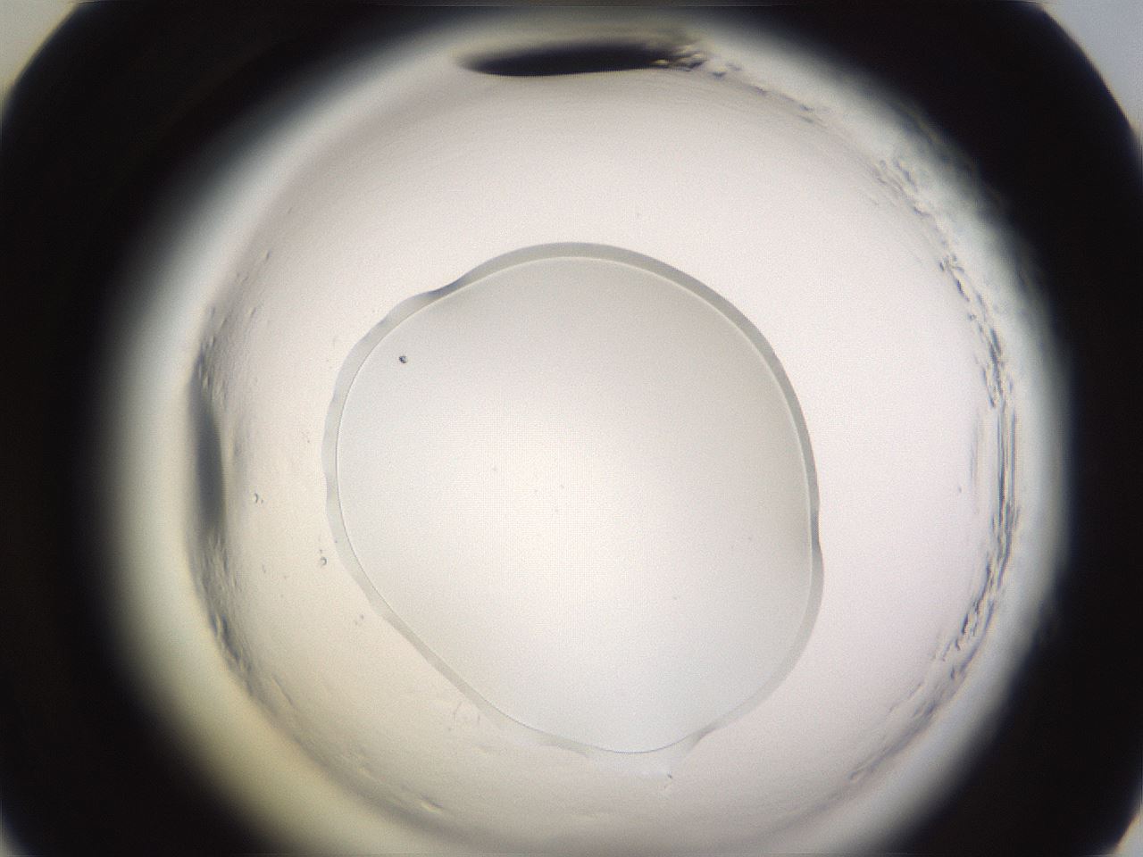 folderID589_plateID2589_batchID13167_wellNum46_profileID1_d2_r200305_ef.jpg