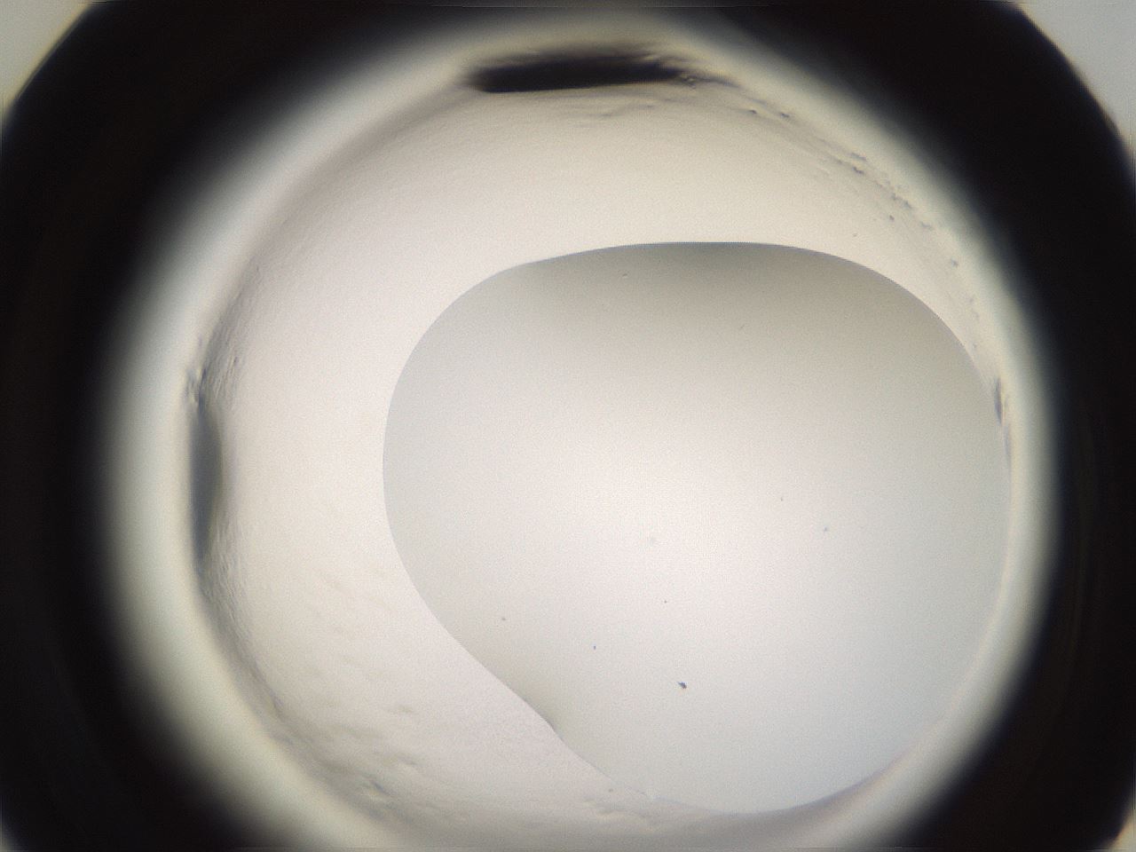 folderID589_plateID2589_batchID13167_wellNum47_profileID1_d3_r200309_ef.jpg