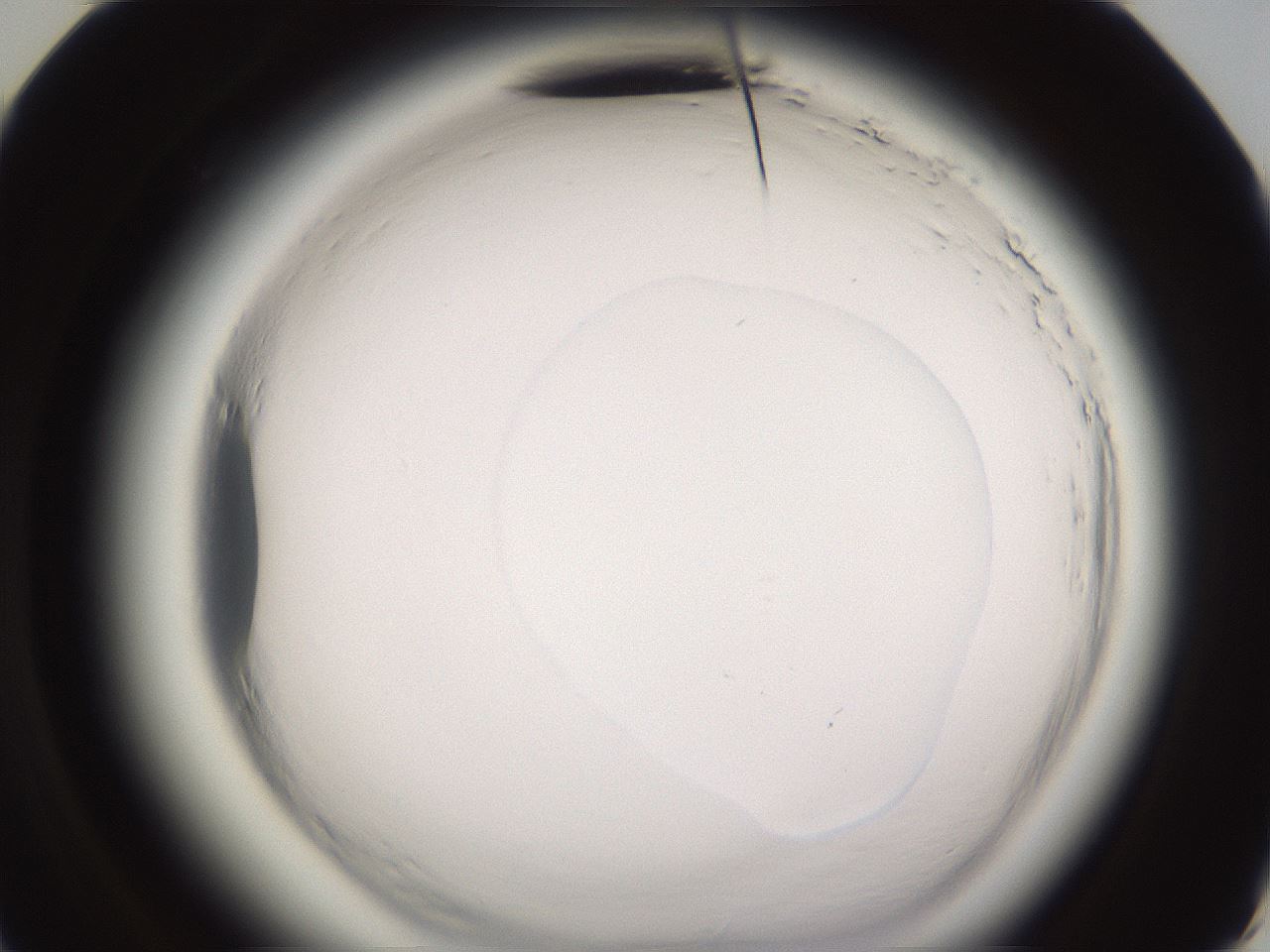 folderID589_plateID2589_batchID13167_wellNum60_profileID1_d3_r200348_ef.jpg