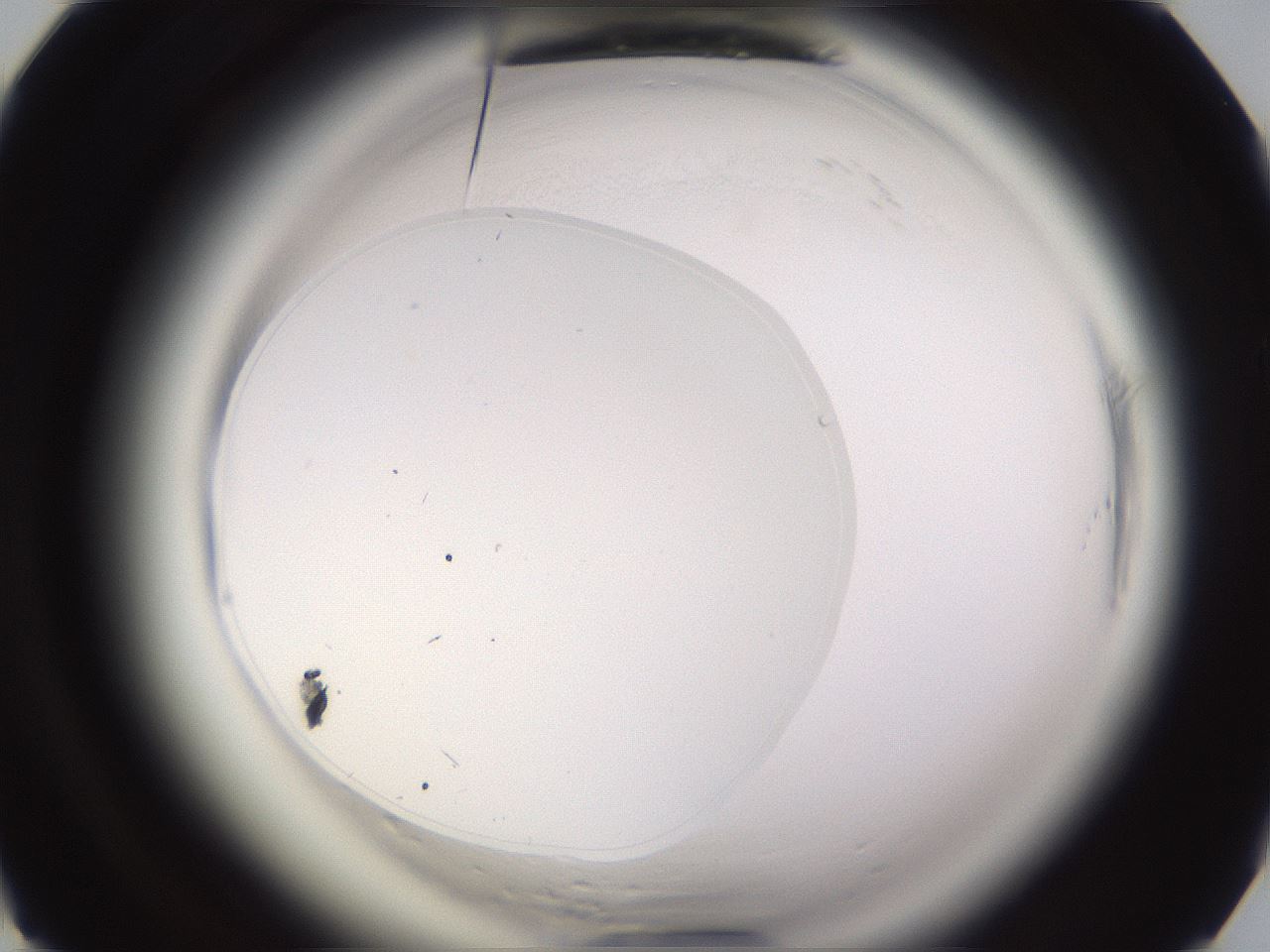 folderID589_plateID2589_batchID13167_wellNum62_profileID1_d1_r200352_ef.jpg