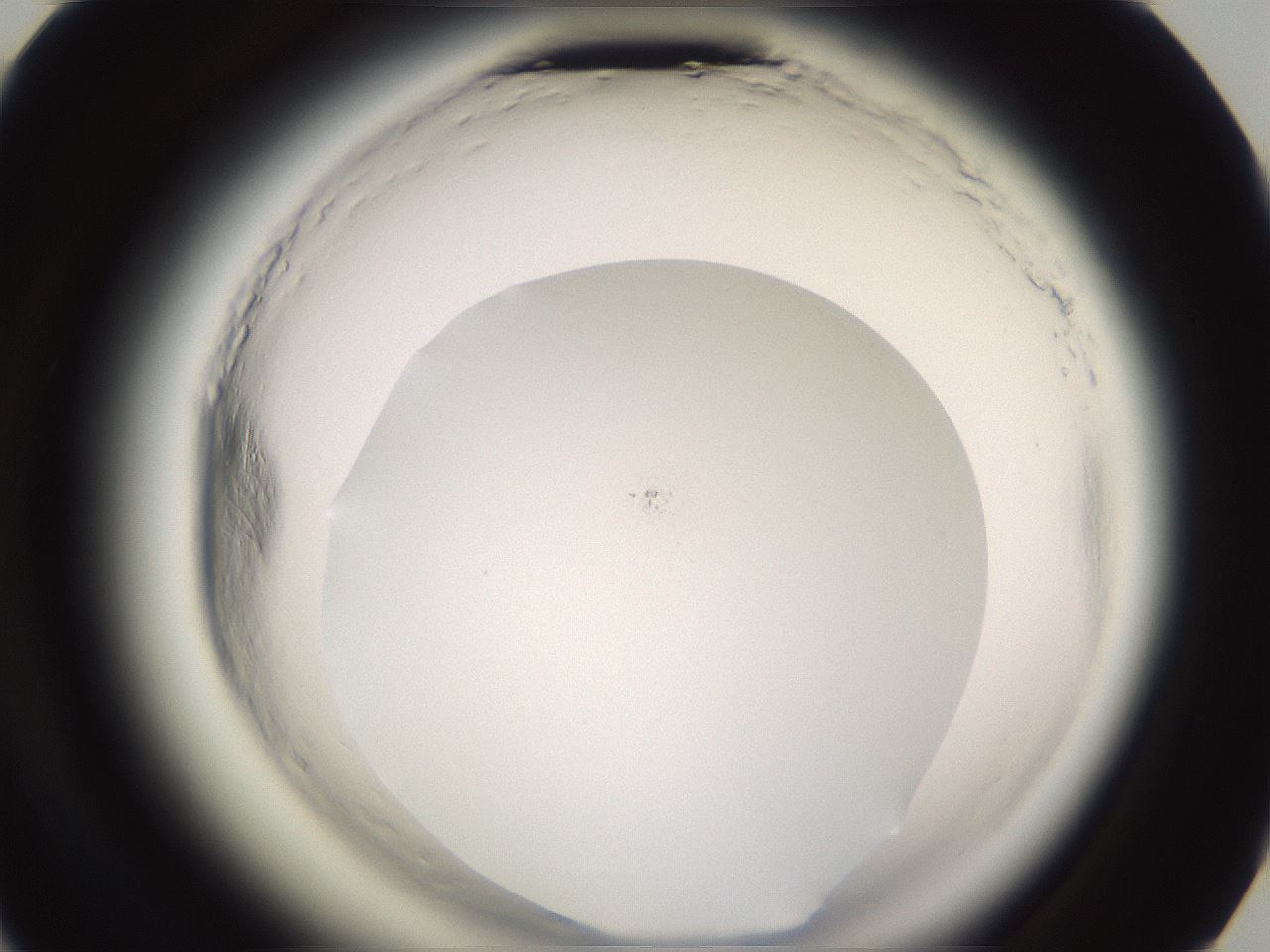 folderID589_plateID2589_batchID13167_wellNum68_profileID1_d3_r200372_ef.jpg