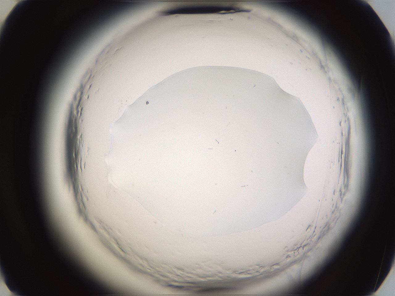 folderID589_plateID2589_batchID13167_wellNum49_profileID1_d2_r200314_ef.jpg