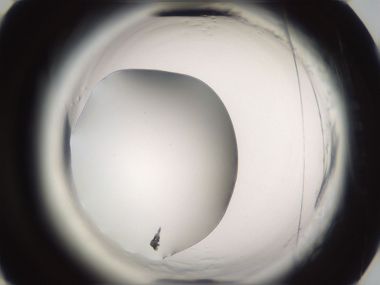 folderID589_plateID2589_batchID13167_wellNum75_profileID1_d3_r200393_ef.jpg