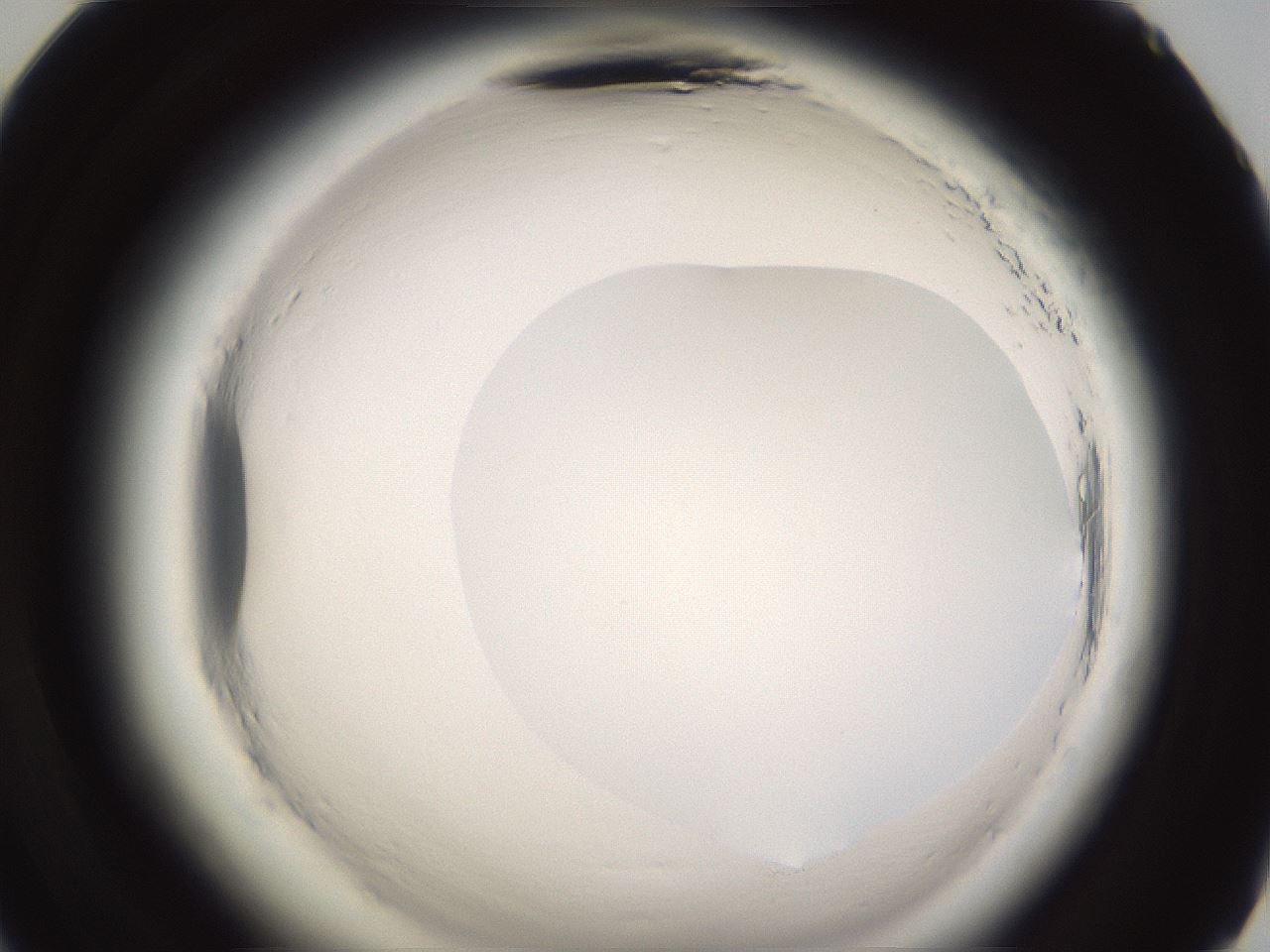 folderID589_plateID2589_batchID13167_wellNum71_profileID1_d2_r200380_ef.jpg