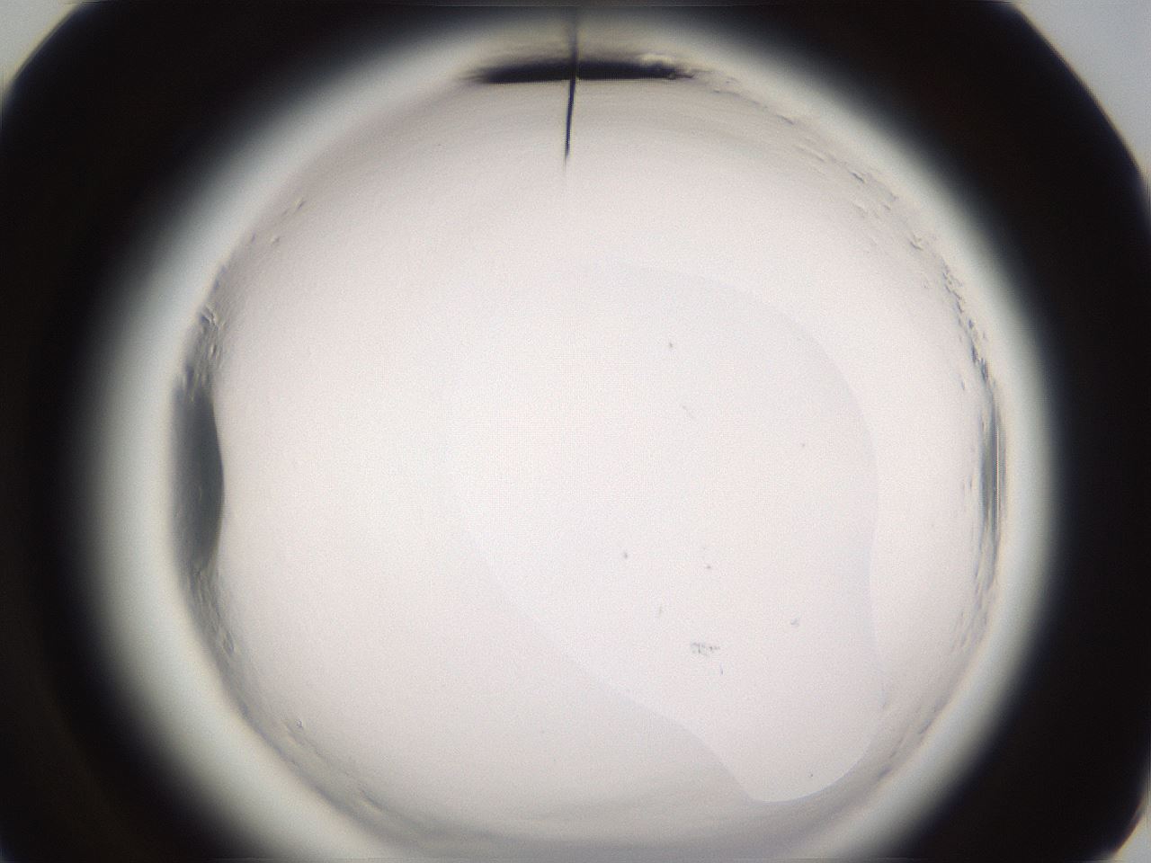 folderID589_plateID2589_batchID13167_wellNum72_profileID1_d3_r200384_ef.jpg