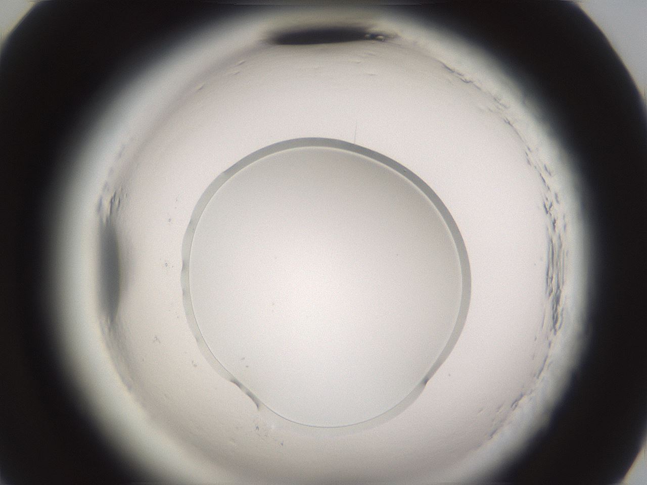 folderID589_plateID2589_batchID13167_wellNum82_profileID1_d2_r200413_ef.jpg