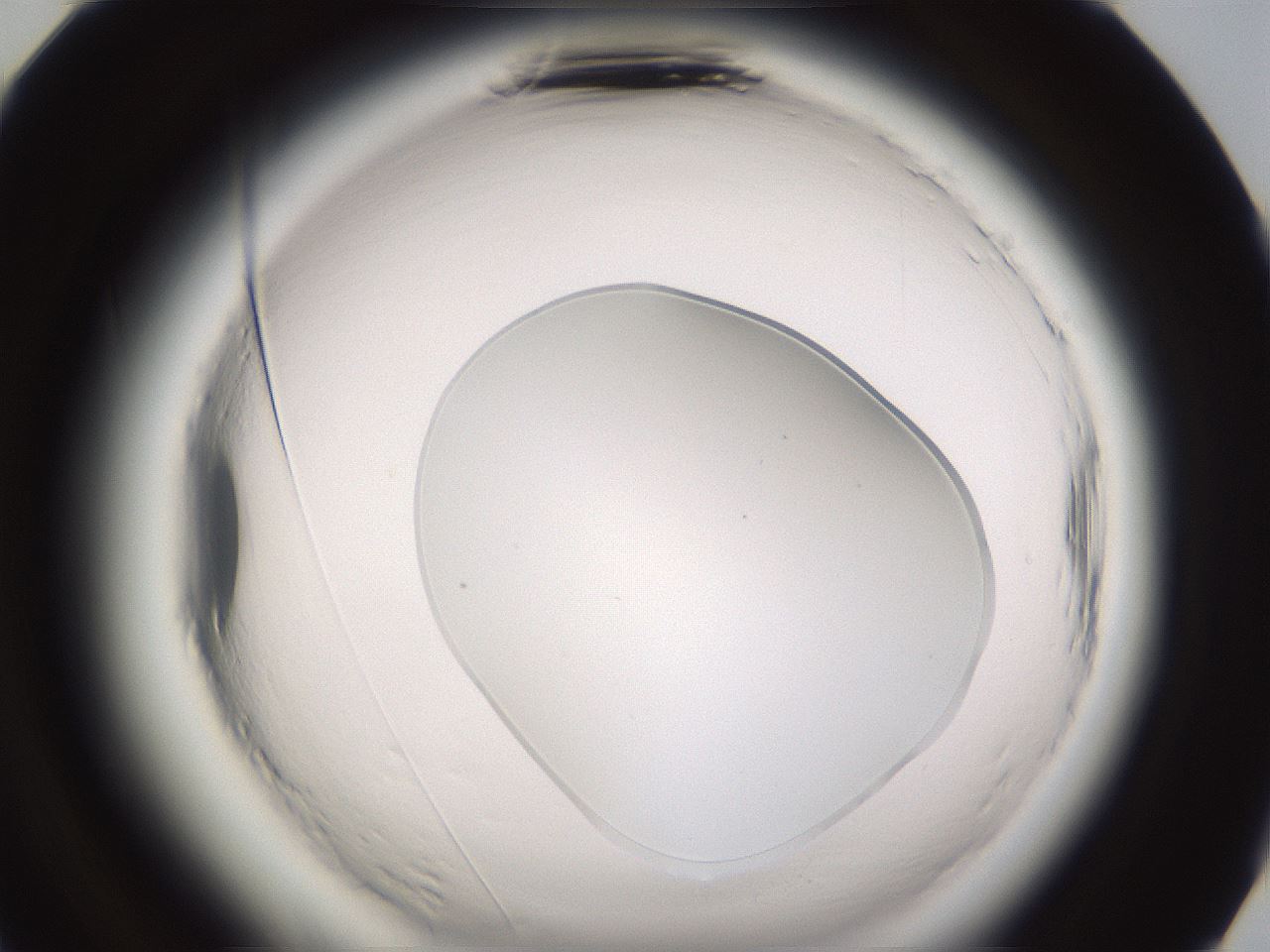 folderID589_plateID2589_batchID13167_wellNum84_profileID1_d2_r200419_ef.jpg