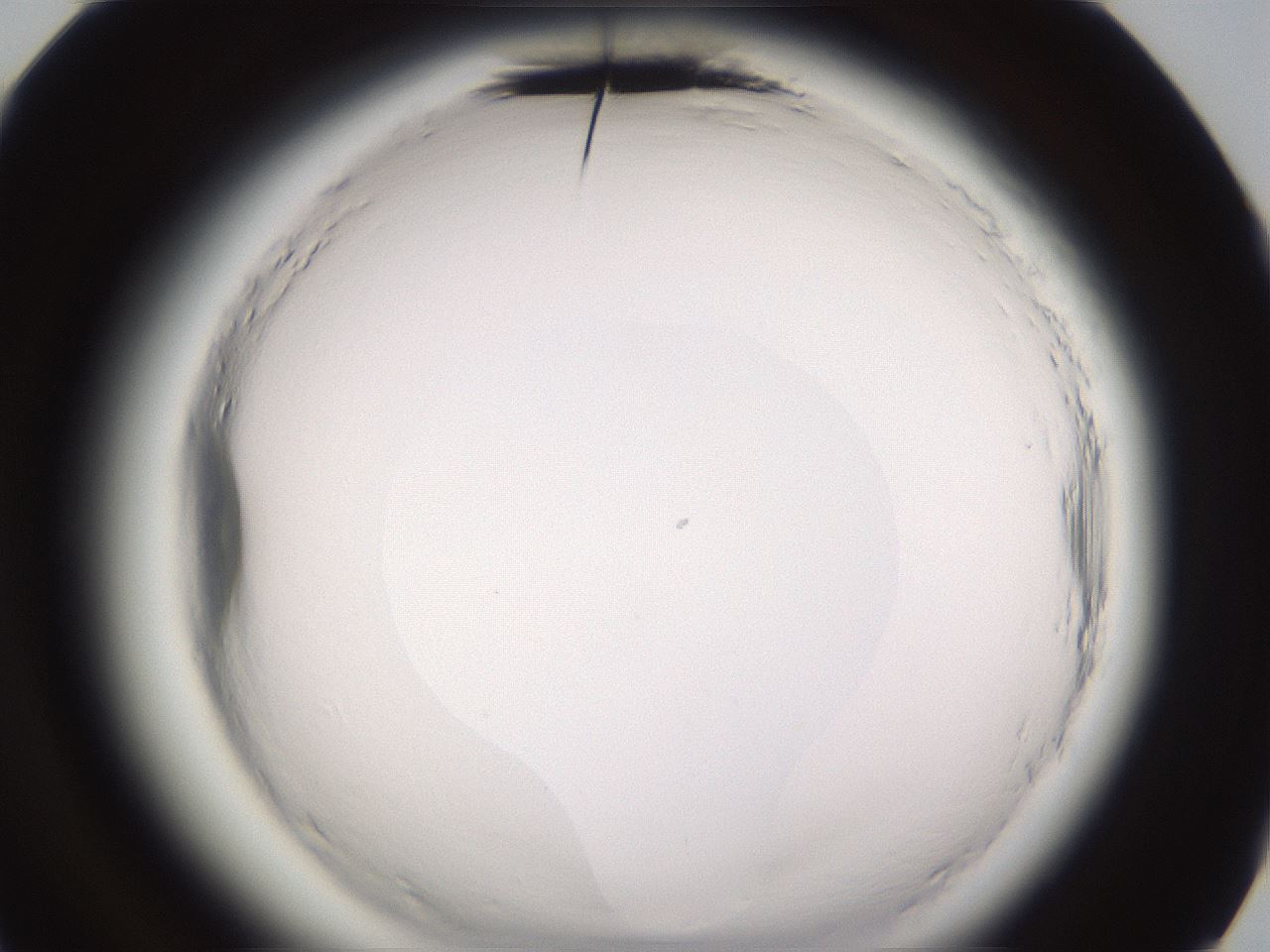 folderID589_plateID2589_batchID13167_wellNum84_profileID1_d3_r200420_ef.jpg