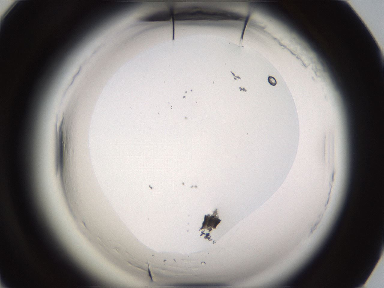 folderID589_plateID2589_batchID13167_wellNum90_profileID1_d1_r200436_ef.jpg