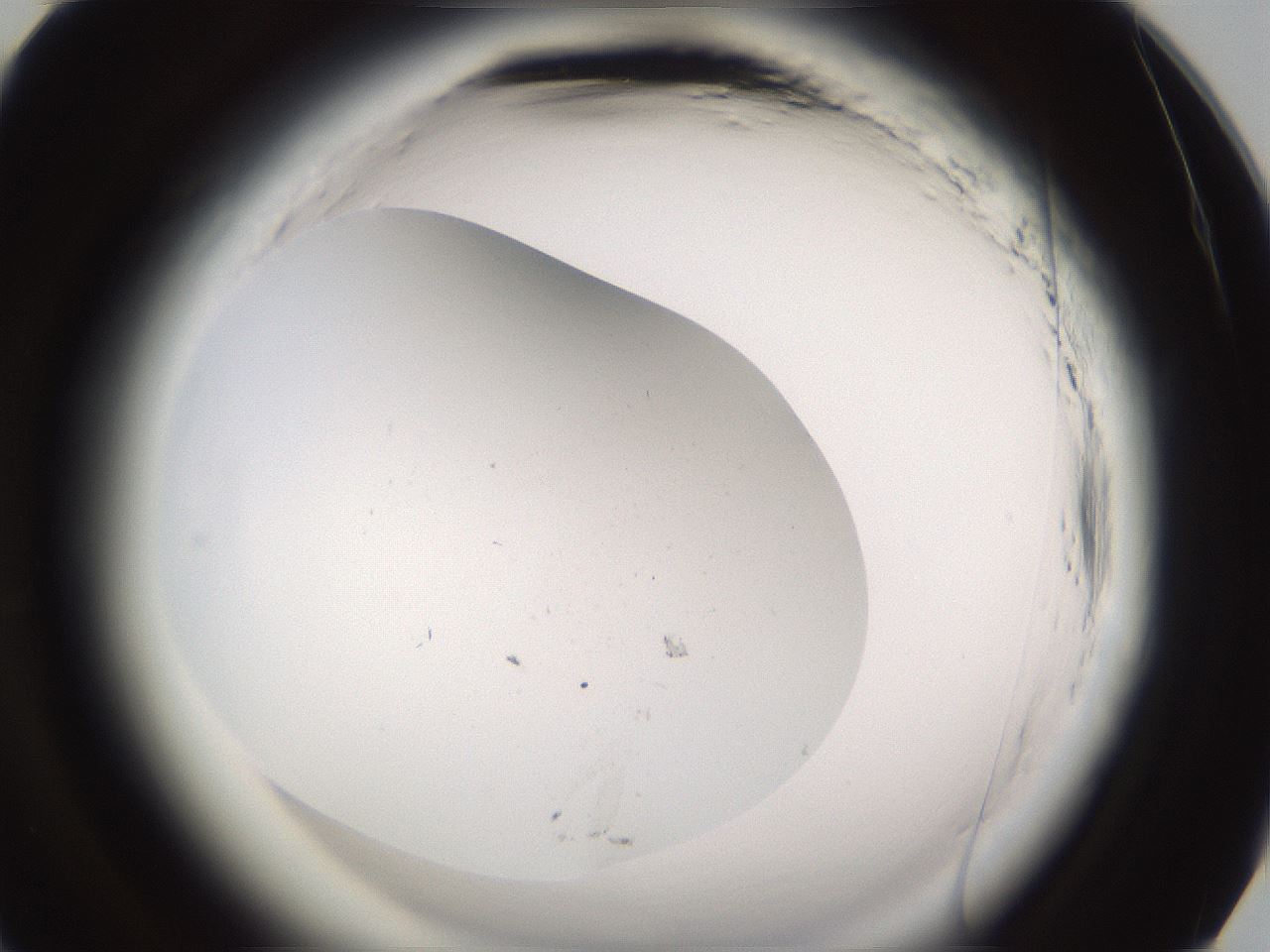 folderID589_plateID2589_batchID13167_wellNum93_profileID1_d3_r200447_ef.jpg
