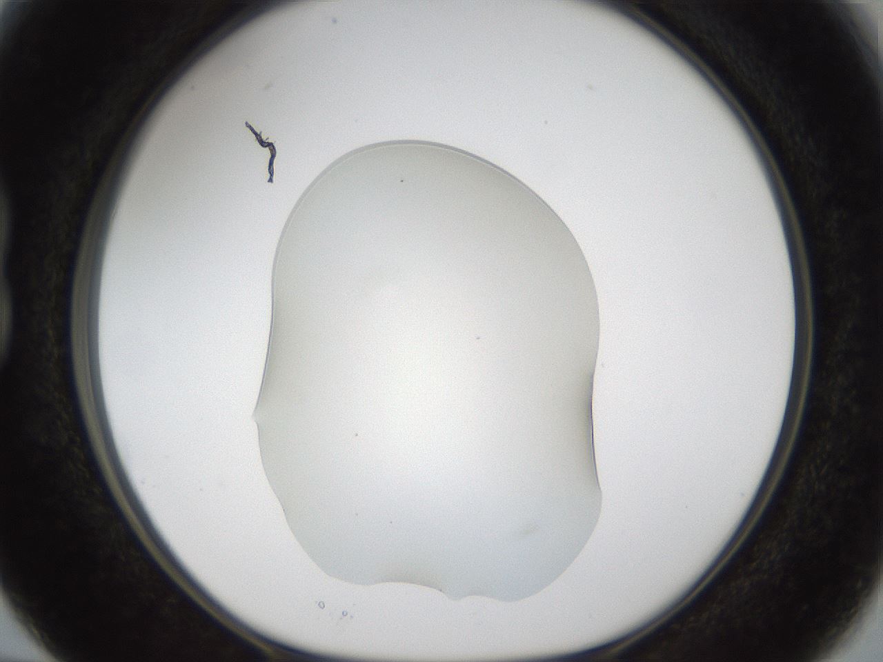 folderID58_plateID1058_batchID2301_wellNum15_profileID1_d1_r47759_ef.jpg