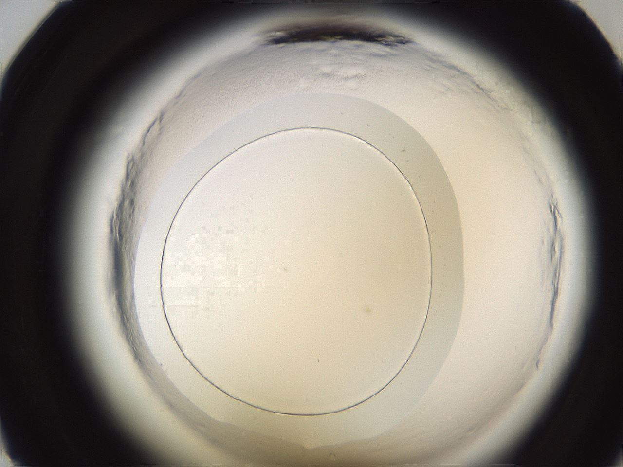folderID590_plateID2590_batchID13170_wellNum23_profileID1_d1_r201099_ef.jpg