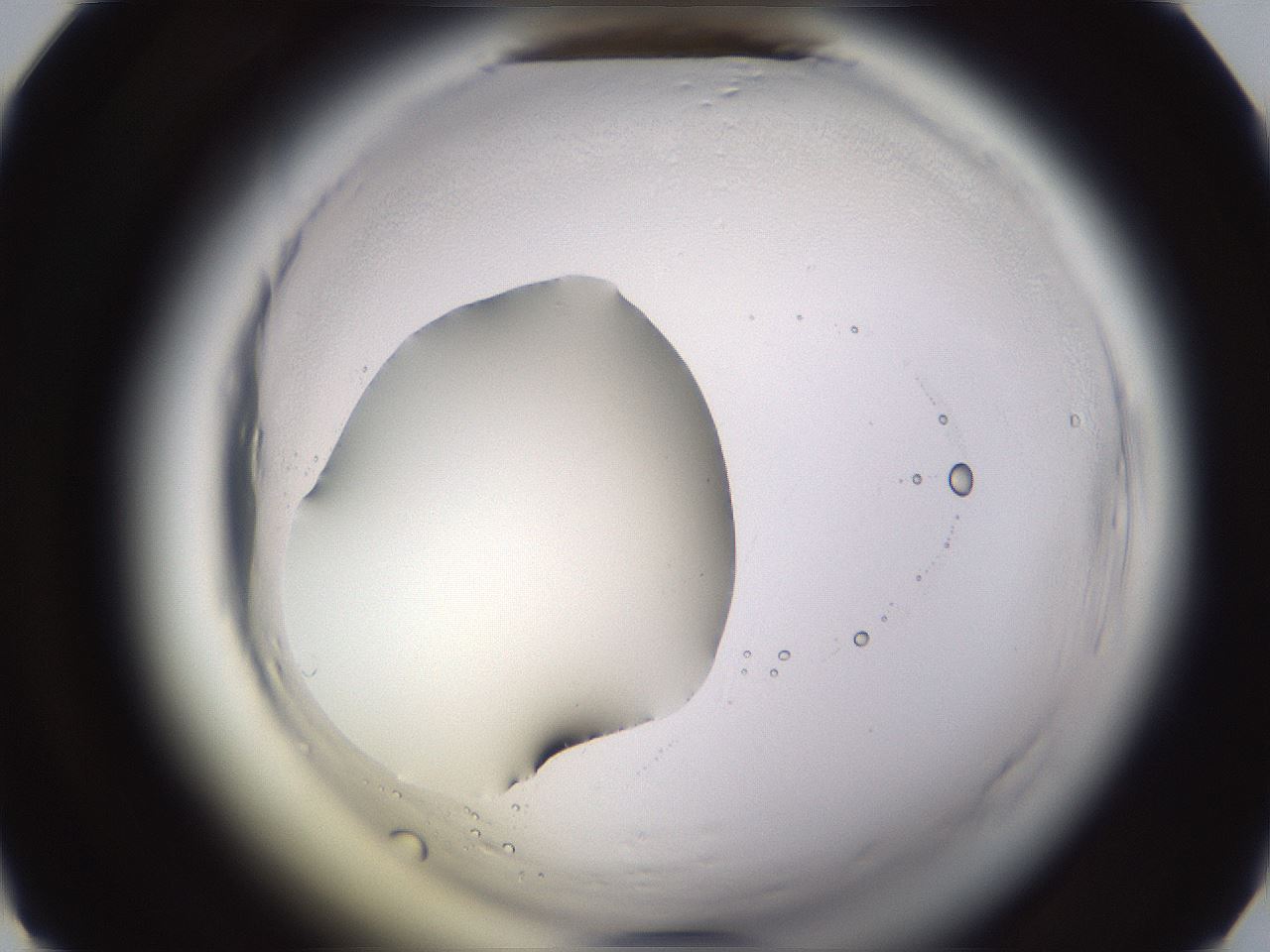 folderID590_plateID2590_batchID13170_wellNum26_profileID1_d1_r201108_ef.jpg